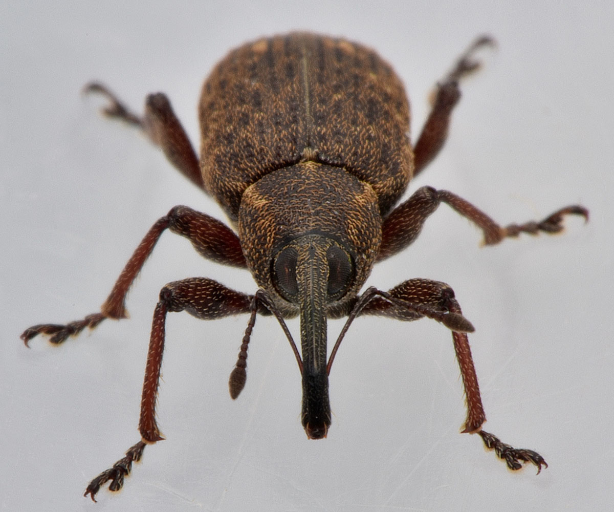 Curculionidae:  Notaris scirpi